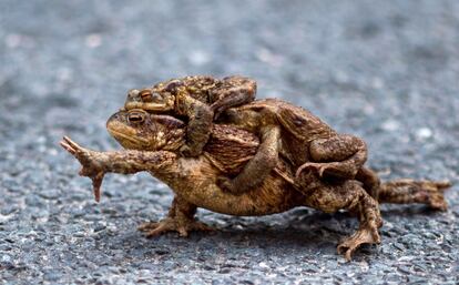 Un sapo común lleva a dos machos sobre su espalda en una carretera en Altenbrak (Alemania), el 10 de abril de 2018.