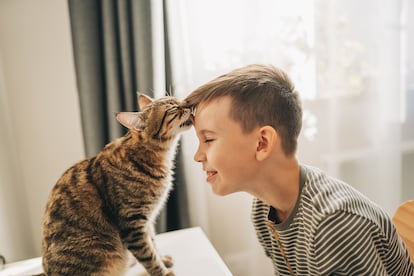 A cat playing with a child.