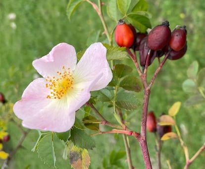 Segunda floración de un rosal silvestre el mismo año en Colmenar Viejo (Madrid).