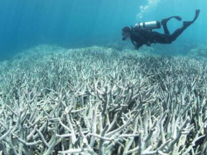 El fenómeno afecta al 93% de los corales que la forman y podría matar a la mitad, alertan los científicos
