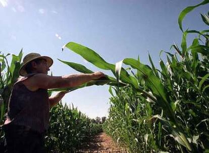 Un trabajador examina plantas en un campo de maíz en Aranjuez, Madrid.