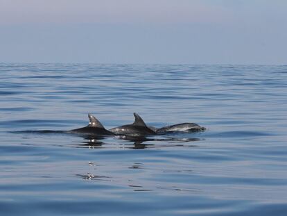 Delfines en el norte del Mar Adriático, vistos frente a la costa de Rimini, Italia.