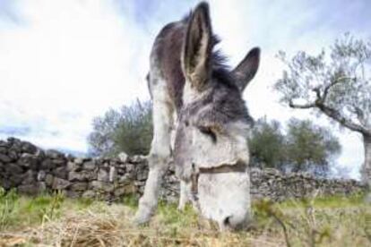 Un burro en el pueblo extremeño.