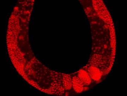 Un 'Caenorhabditis elegans' del tipo silvestre, iluminado para observar los núcleos de sus células.