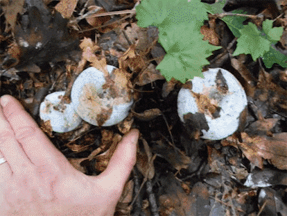 Se llama Lactarius indigo. Parece venenoso, pero no lo es / GIPHY