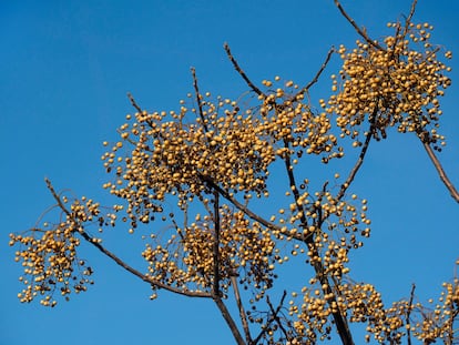 El cinamomo es un árbol caduco que mantiene el fruto en sus ramas durante todo el invierno.