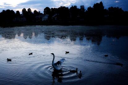 Un cisne en un estanque cerca de la Trinity Lavra medieval de San Sergio en la ciudad de Sergiev Posad (Rusia).