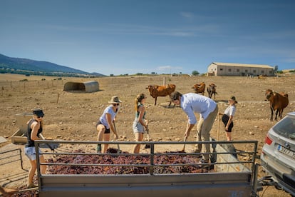 En la finca recuperan las vacas de la raza murciano levantina.