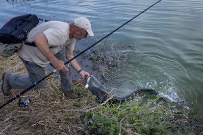 Jose Manuel García pesca un siluro el martes pasado en el pantano de Iznájar (Córdoba).