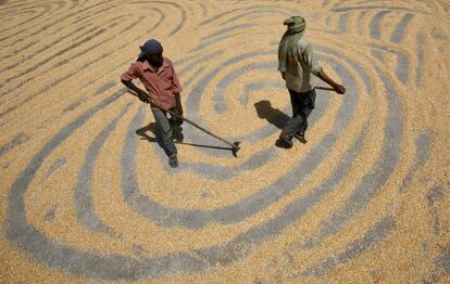 Unos trabajadores esparcen la cosecha de maíz para el secado en la ciudad india de Chandigan. Es probable que la producción de este cereal baje más de un 15% en este país debido a que los cultivos se marchitan por la sequía.