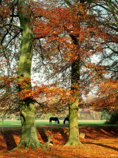 Más de 5.000 animales viven en total libertaden New Forest, como caballos y ponis, cerdos, vacas y ciervos.