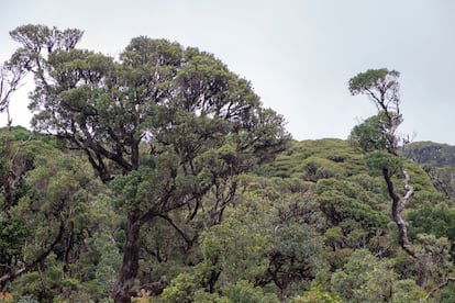 Uno de los primeros signos de que un árbol está muriendo es que, tras el estrés hídrico, sus células empequeñecen. Después dejan de crecer, no salen nuevas hojas y reduce su fotosíntesis. Al final se produce una embolia. En la imagen, ejemplares de una selva del nordeste australiano.