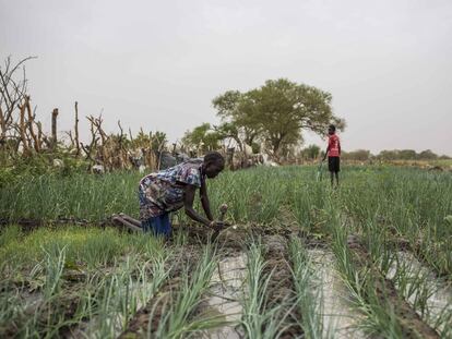 Old Fangak, un oasis en medio de la guerra de Sudán del Sur