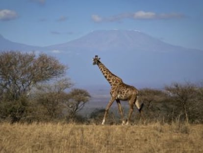 La población mundial de jirafas cayó alrededor de un 40 % en los últimos 30 años, según alerta la Unión Internacional para la Conservación de la Naturaleza