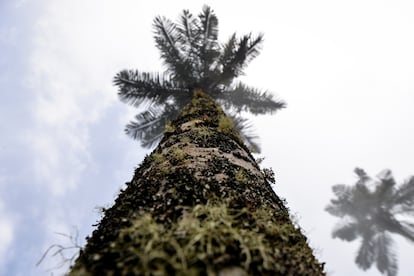 El tronco de la palma de cera es como cualquier otro,  liso y cilíndrico, pero su diferencia reside en que está cubierto de cera, por eso el nombre del gigante árbol. 