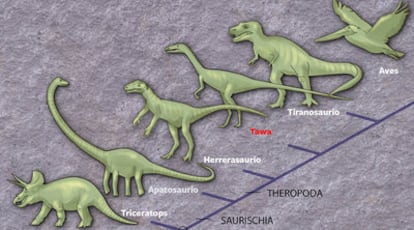 Esquema de la evolución de los tres linajes en los dinosaurios en el que está el <i>Tawa</i>.