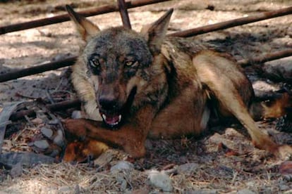 La loba atrapada en un cepo de Segovia en 2004.