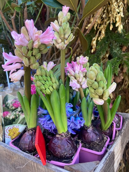 Jacintos forzados en vivero ya florecidos, a la venta en una floristería de Madrid a finales de diciembre.