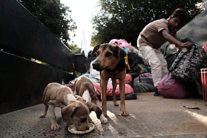 Dos perros son alimentados en uno de los camiones que llegaron a Ccuta provenientes de la regin del Catatumbo.