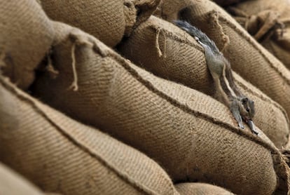 Una ardilla se extiende sobre un montón de sacos llenos de arroz en un mercado de granos en Chandigar (India).