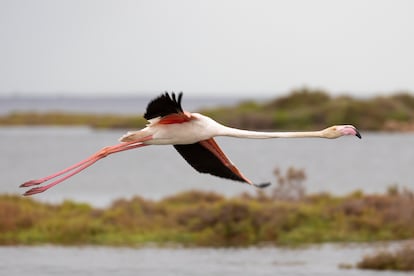 Un flamenco en vuelo en el Delta del Ebro.