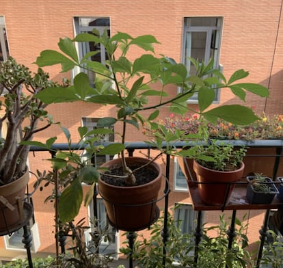 Fotografía del baobab en el balcón. GUILLERMO ALTARES