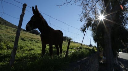 Un burro en algún lugar entre Solana del Pino y Aldeaquemada.