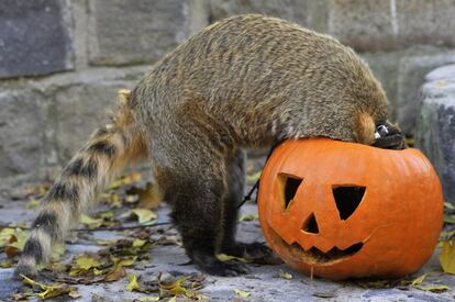 Un coatí de cola anillada (Nasua Nasua) se alimenta de una calabaza tallada en su recinto del zoológico de Budapest (Hungría), el 28 de octubre.