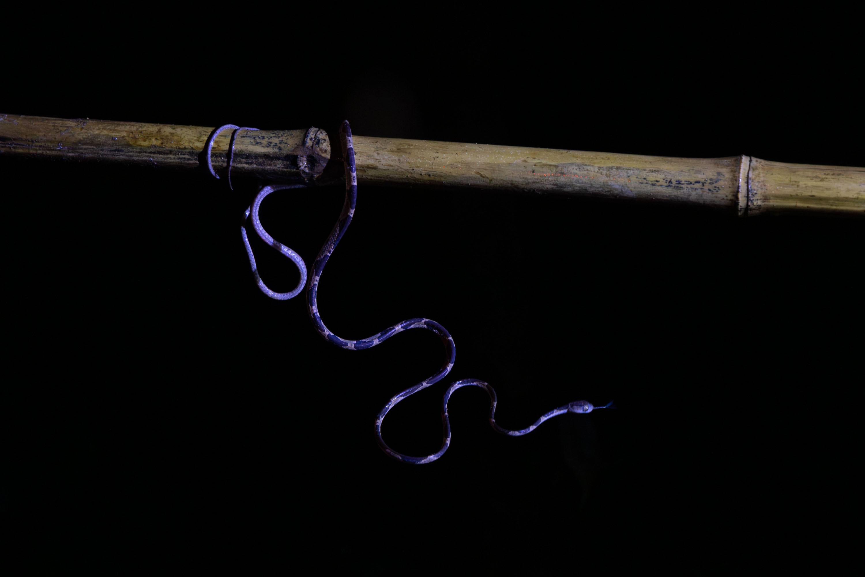 La orquesta de la biodiversidad que solo suena a oscuras