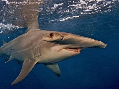 El tibur&oacute;n martillo gigante se encuentra en peligro de extinci&oacute;n por el gusto oriental por la sopa de tibur&oacute;n.