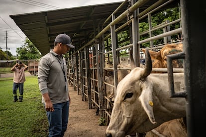 José Vega, bachiller agropecuario, observa vacas en un puesto de inspección de ganado del gusano barrenador, en Capira, Panamá.