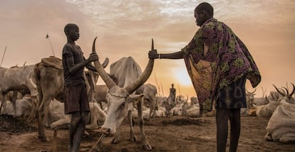 Crianças sudaneses da tribo Dinka cuidam de uma vaca em Mingkaman, estado de Lagos, Sudão do Sul, o 3 de março de 2018.