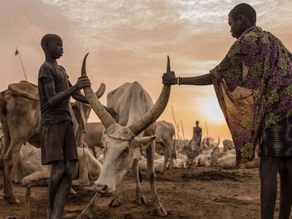 Crianças sudaneses da tribo Dinka cuidam de uma vaca em Mingkaman, estado de Lagos, Sudão do Sul, o 3 de março de 2018.