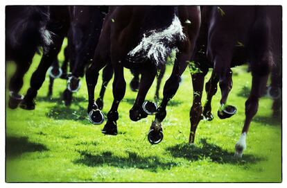 Los cascos de los caballos golpean la hierba durante una de las carreras en el hipódromo de Ascot, 17 de junio de 2014.