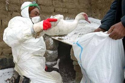 Un veterinario turco mete en un saco a un ave para su sacrificio en Dogubayazit, al este del país, en la misma zona donde varias personas han fallecido por la peor variante de la gripe aviar.