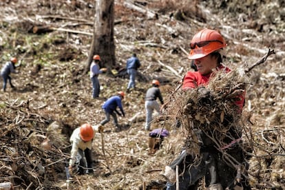 Como parte del cuidado del terreno en los bosques sustentables, hombres y mujeres de la comunidad de la Sierra Juárez de Oaxaca con machetes, guantes realizan limpieza del terreno, apertura de brechas como prácticas de conservación y restauración de suelos. 