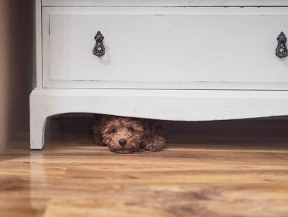 Un perro asustado bajo una cómoda.