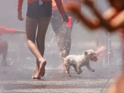 Un perro juega en el agua para refrescarse en Madrid Rio.