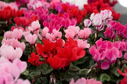 Los colores rojizos predominan en las flores de esta especie de ciclamen.