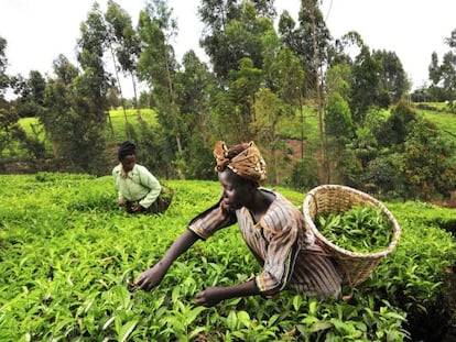 Recolectoras de t&eacute; en la regi&oacute;n Mount Kenia.