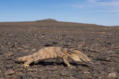 Varano del desierto (Varanus griseus), uno de los reptiles más llamativos del Sáhara.<br><br>Las capacidades que nuestra vida urbana apaga se despiertan entre la arena y las piedras. En estos extensos paisajes, las observaciones de fauna llegan con cuentagotas y las buenas fotografías, con frecuencia aún menor. La densidad de las poblaciones animales es extremadamente baja, y rastros y huellas son esenciales para localizar las especies que quería fotografiar.