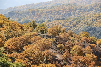 Castaños en el Valle del Genal, en Málaga.