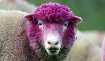 Una oveja con la cabeza teñida para recibir a los ciclistas del Giro de Italia en un prado cerca de Balintoy, Irlanda del Norte.