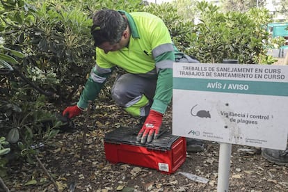 Un operario haciendo tareas de desratización en la plaza de Catalunya.