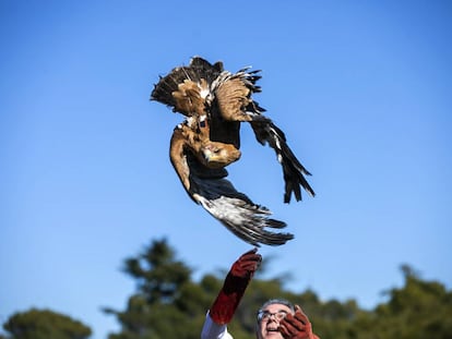 Madrid environment chief Carlos izquierdo releases an imperial eagle in Galapagar.