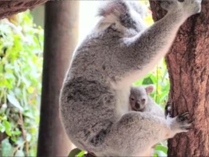 El parque muestra al primero en salir de la bolsa de sus 13 nuevos marsupiales, un récord de nacimientos en lo que va de año