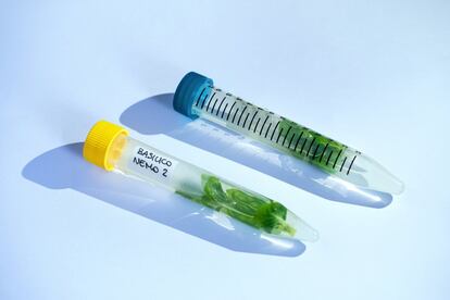 En la imagen, dos muestras diferentes de albahaca (terrestre y subacuática) recogidas en tubos de ensayo con líquido fijador para el análisis estructural a través del microscopio electrónico CEM. Según los estudios de Biología Farmacéutica de la Universidad de Pisa, la segunda modalidad desarrolla más antioxidantes en comparación con las cultivadas en superficie. Recoger estos datos es fundamental de cara a la producción de plantas con fines farmacéuticos.