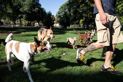 Un paseador de perros en el parque de Berlín, en el distrito madrileño de Chamartín.