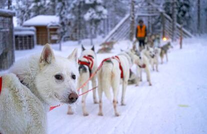 Travesía en trineo tirado por huskies siberianos.