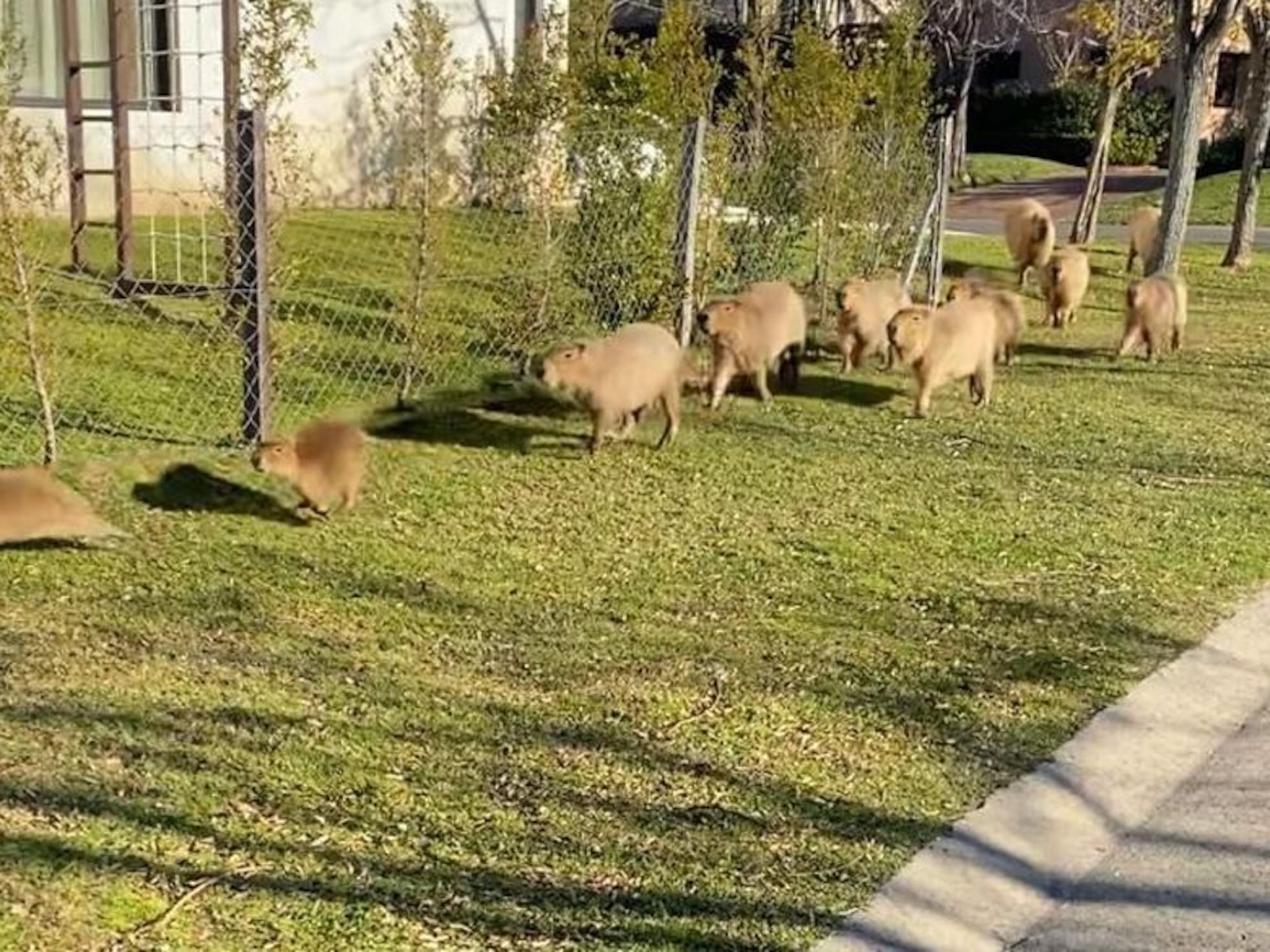 CARPINCHOS EN LAS AVENIDAS Y MONOS EN LOS BARRIOS: LA EXPANSIÓN URBANA DEL MERCOSUR OBLIGA A SUS ANIMALES A BUSCAR NUEVOS TERRITORIOS CARPINCHOS EN LAS AVENIDAS Y MONOS EN LOS BARRIOS: LA EXPANSIÓN URBANA DEL MERCOSUR OBLIGA A SUS ANIMALES A BUSCAR NUEVOS TERRITORIOS